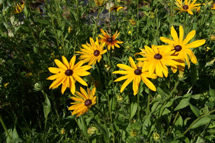 Rudbeckia