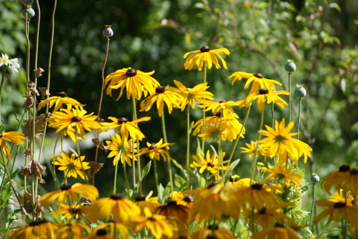 Rudbeckia 