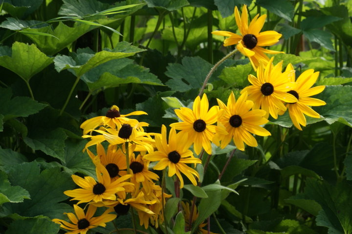 Rudbeckia