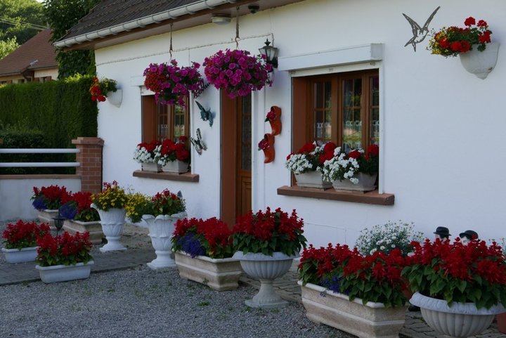 Sages, geraniums et pétunias