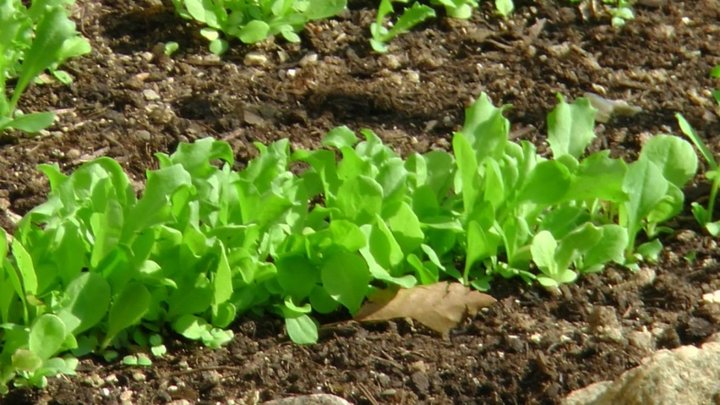 Salade à tondre...