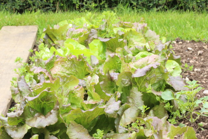 Salade appia