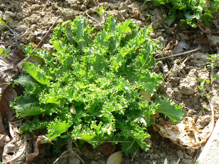 Salade frisée