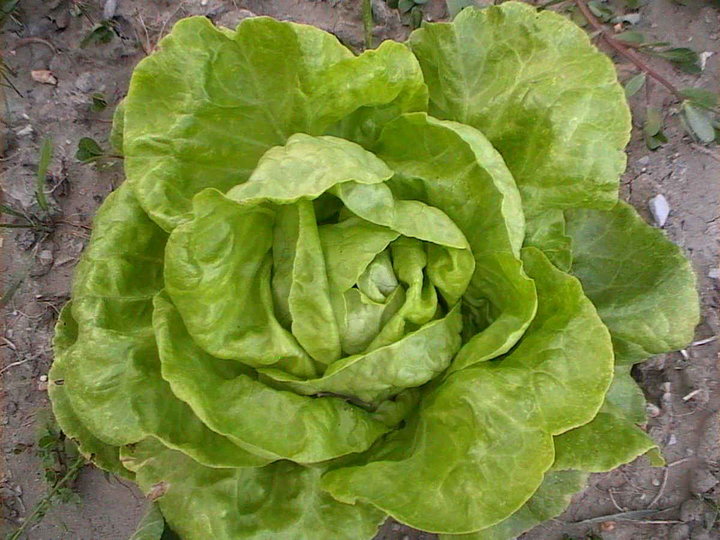 Salade verte