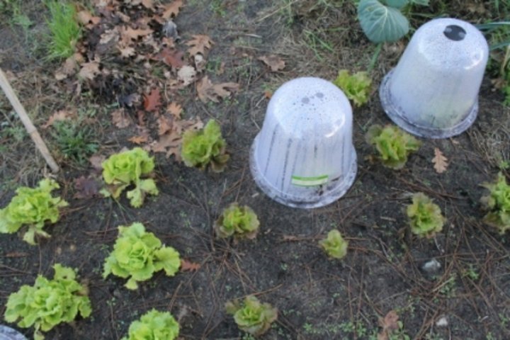 Salades sous cloches