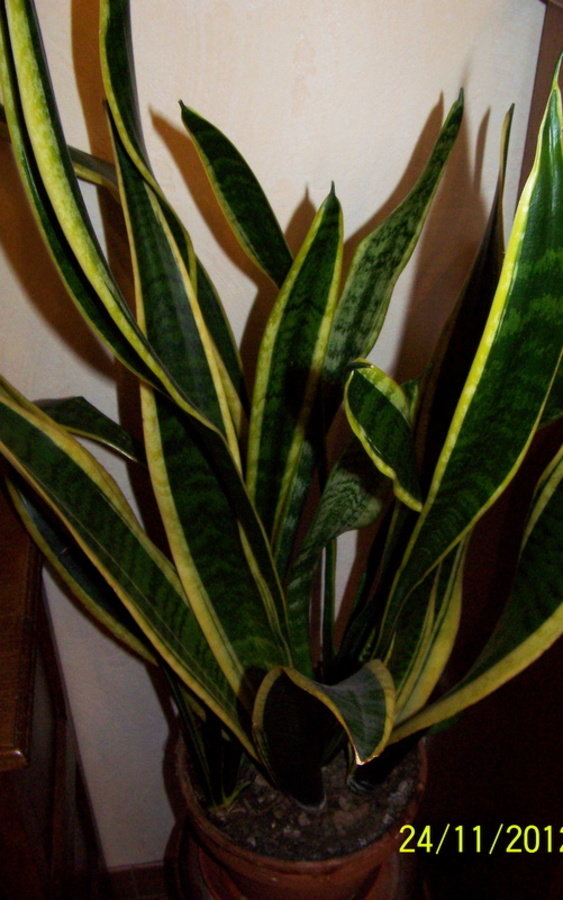 Sansevieria