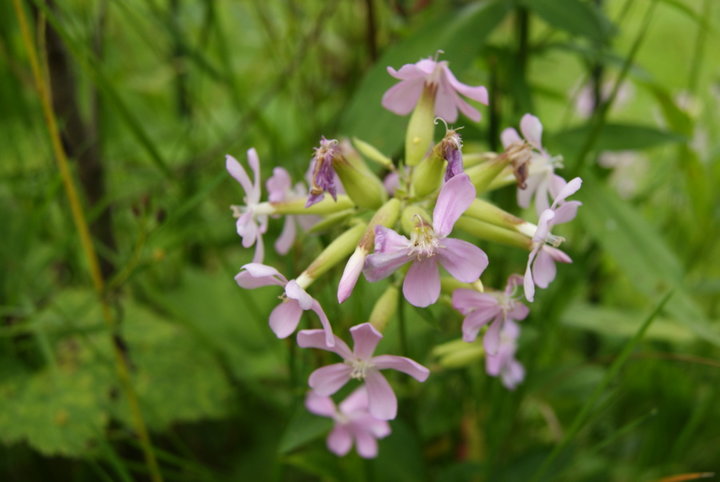  Saponaire officinale 