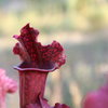 Les plantes de chriskarni :)