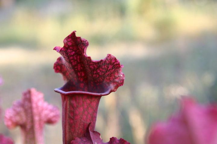 Sarracenia juthatip soper