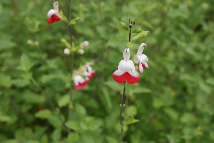 SAUGE (Salvia microphylla 'Hot Lips')
