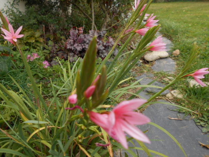 Schizostylis rose