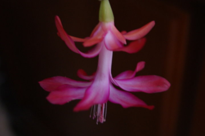 Schlumbergera : le cactus de Noël