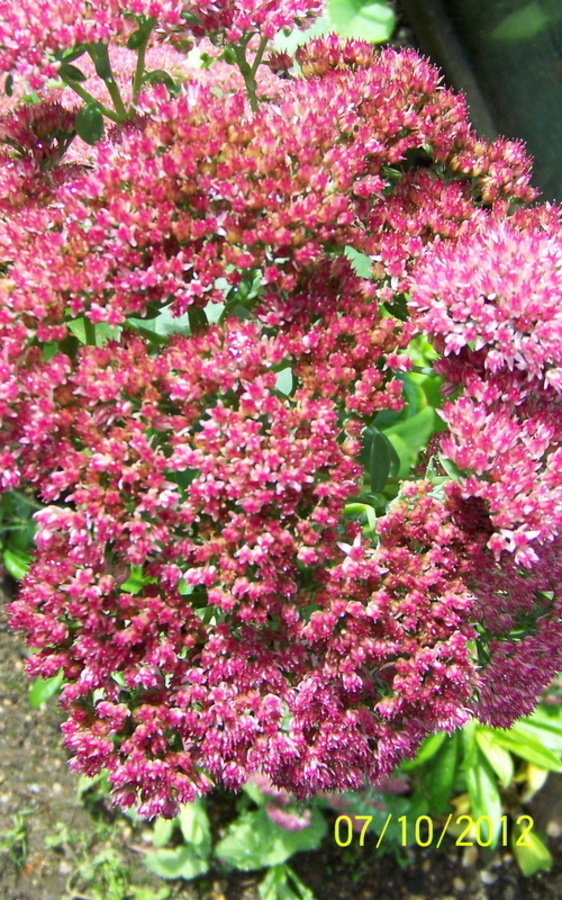 Sedum