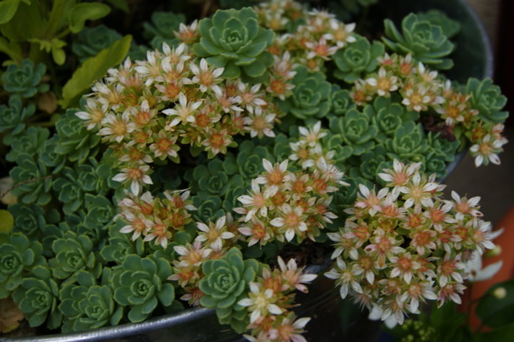 Sedum