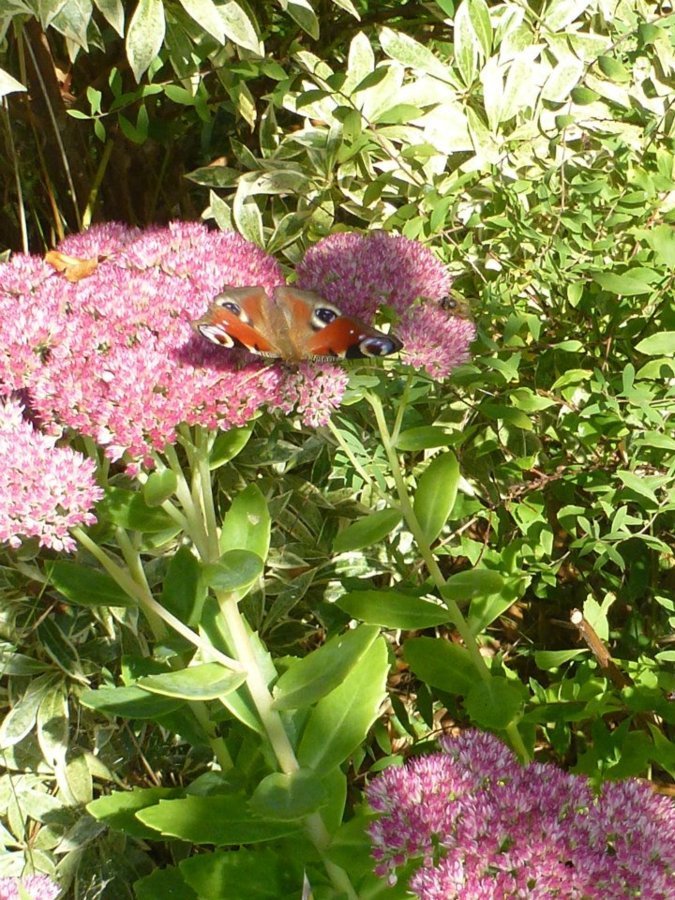 Sedums