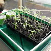 Semis de graines de tomates