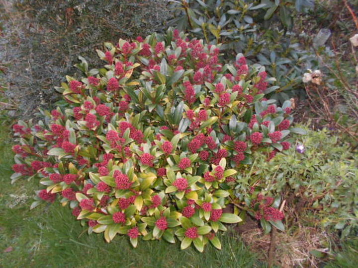 Skimmia