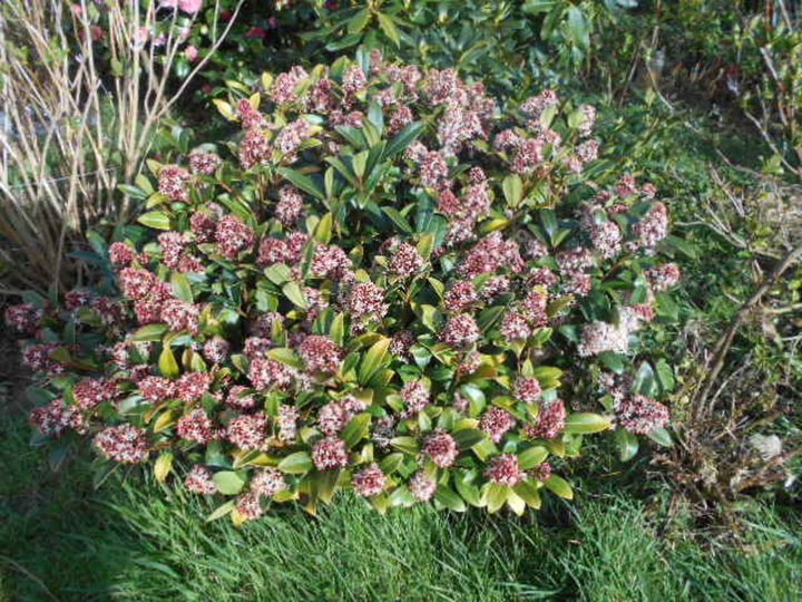 Skimmia