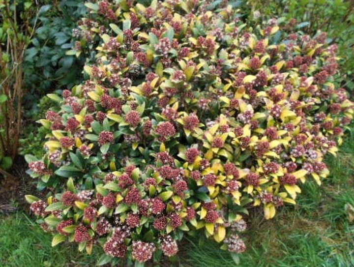 Skimmia