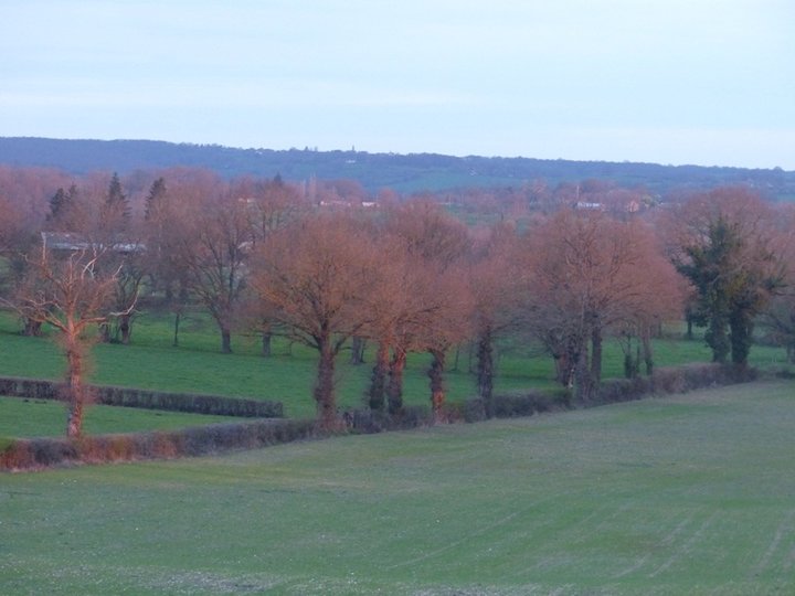 Soleil couchant sur les arbres.