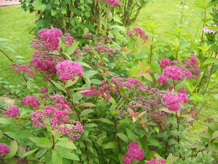 SPIRAEA-JAPONICA((PERLE de ROSE))