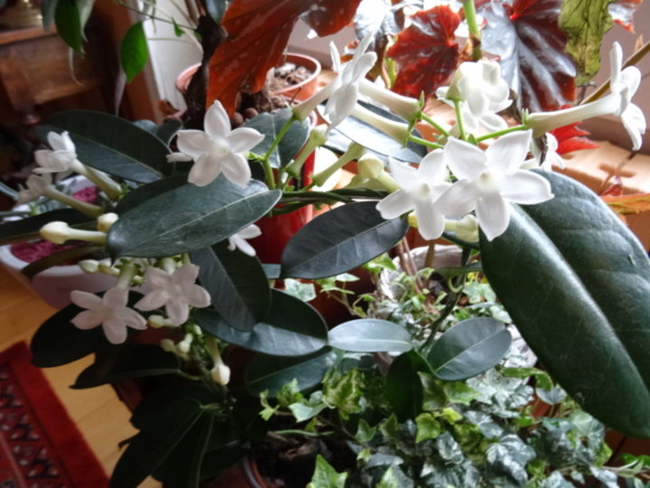 Stephanotis putih