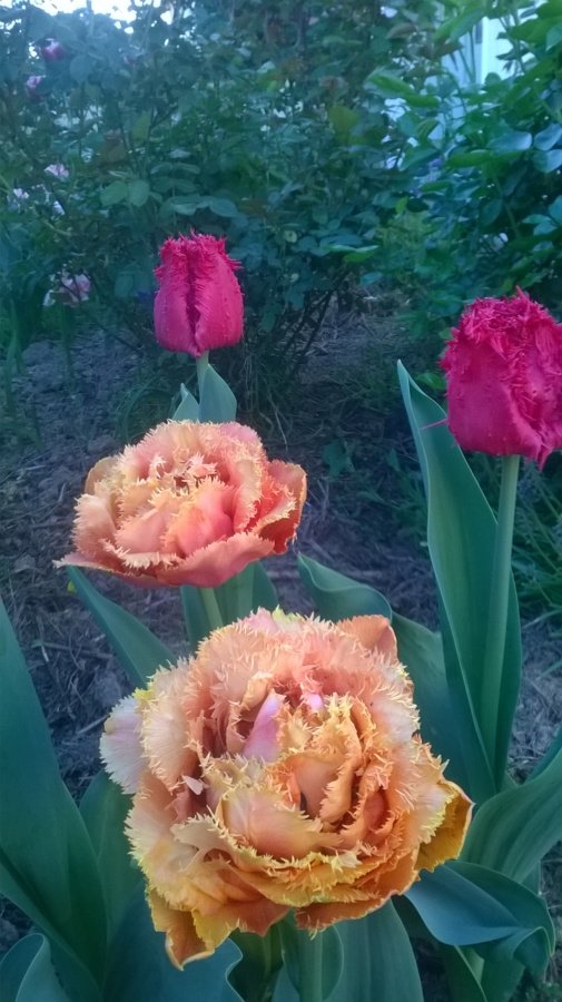 Superbes tulipes