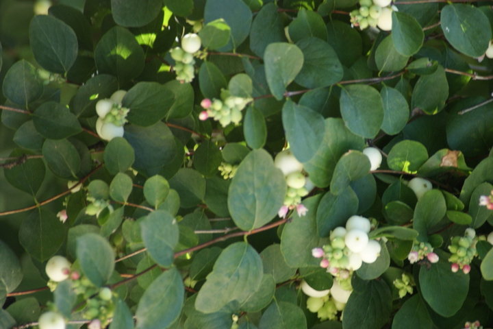 Symphoricarpos magical arbuste