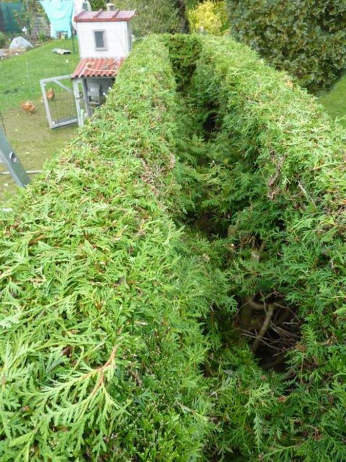 Taille facile et originale des cyprès de leyland, thuya et cyprès de Lawson…