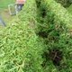 Taille facile et originale des cyprès de leyland, thuya et cyprès de Lawson…