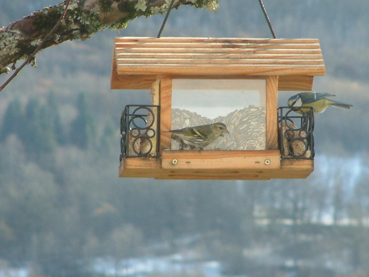 Tarin des Aulnes et Mésange Bleue