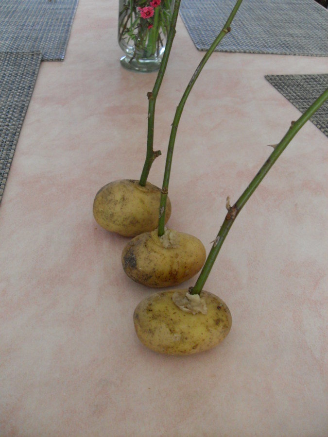 Tige de rosier dans une pomme de terre