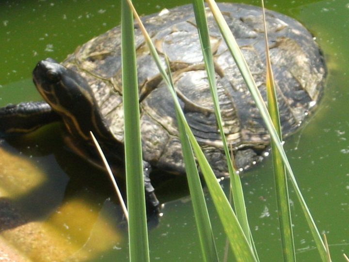 Titine la tortue