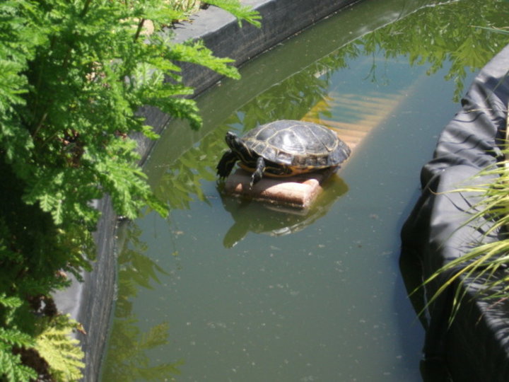 Titine la tortue