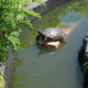 Les abitants de mes bassins