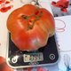 Tomates