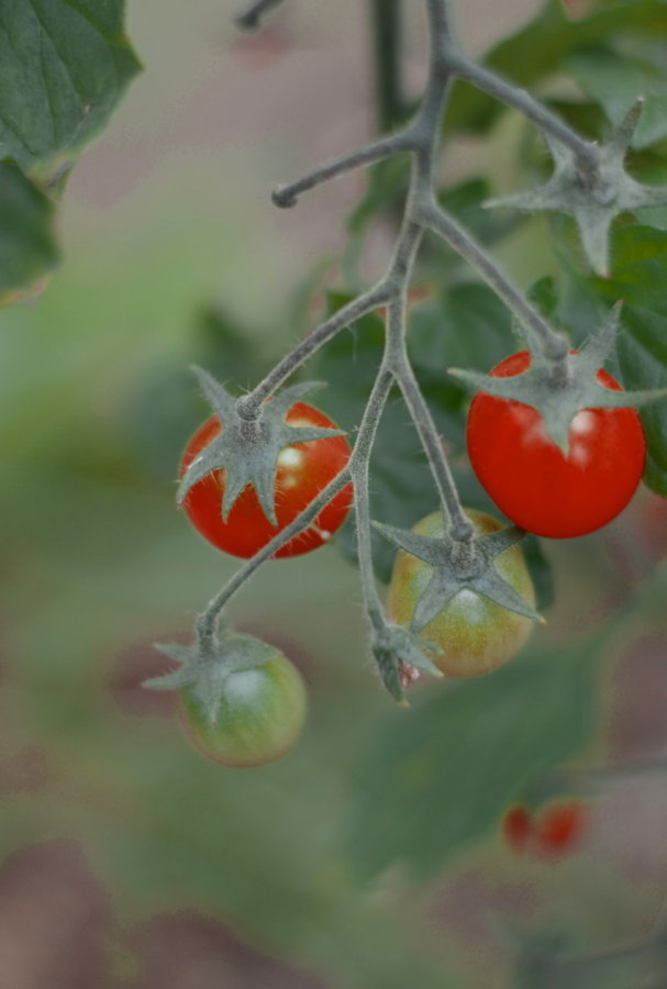 Tomate cerise