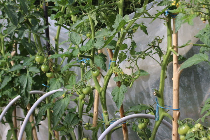 Tomates 2016