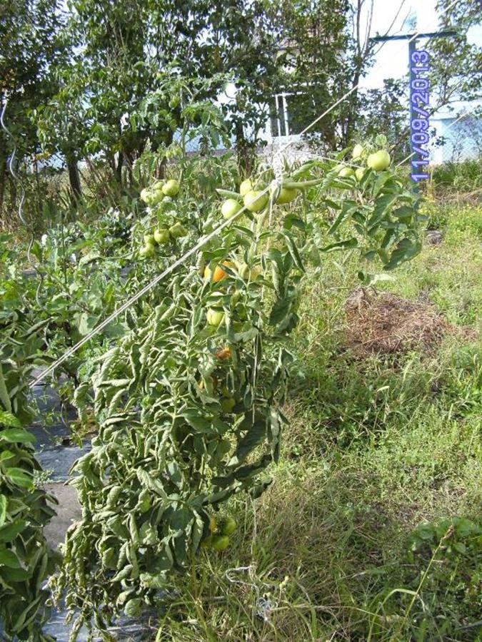 Tomates