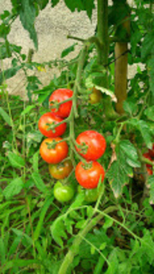 Tomates