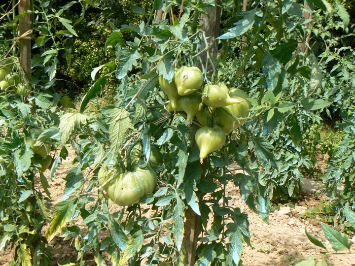 Tomates.