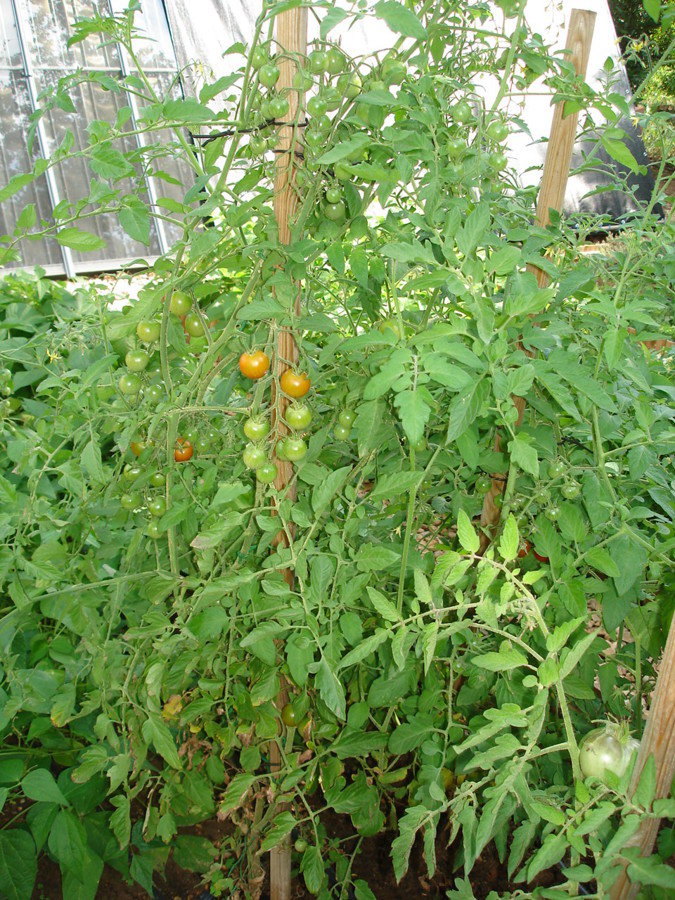 Tomates cerises