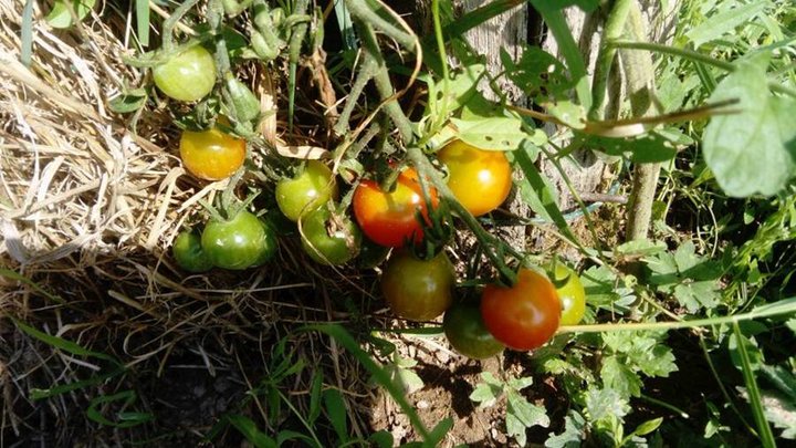 Tomates cerises