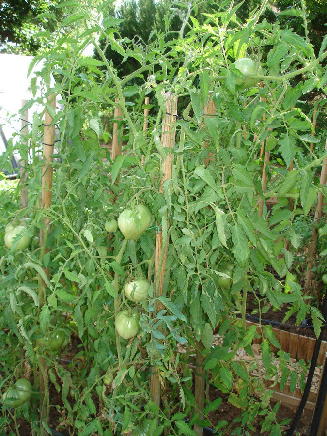 Tomates coeur de boeuf