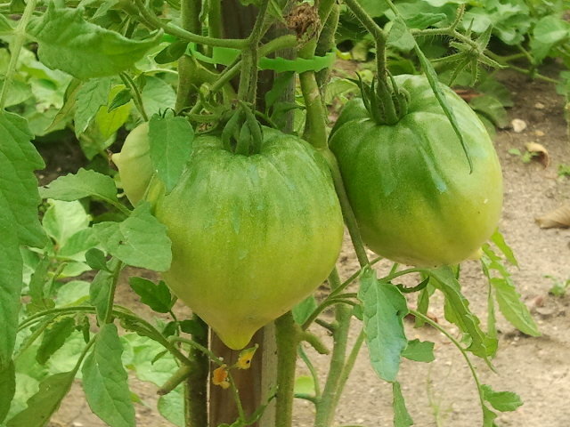 Tomates coeur de boeuf