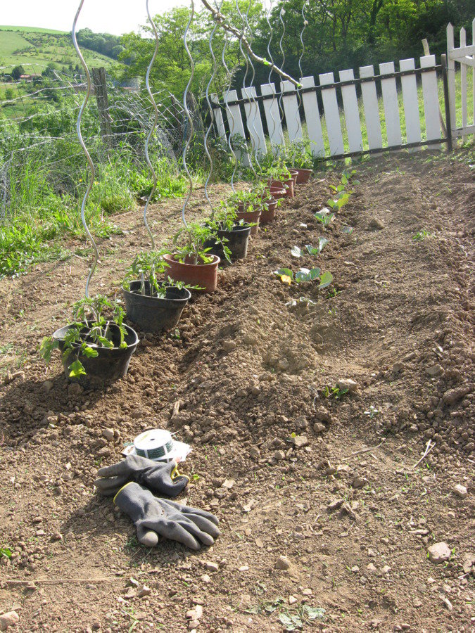 Tomates et choux