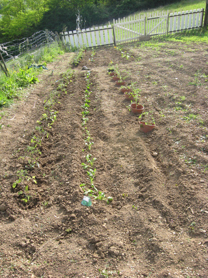 Tomates et épinards