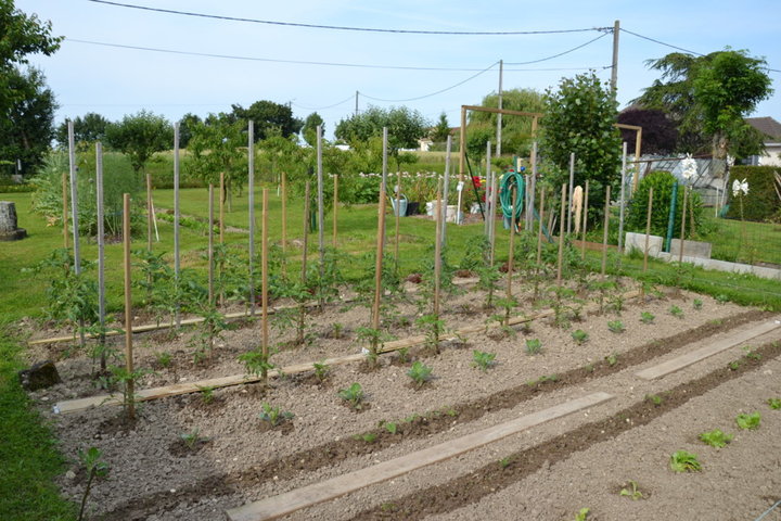 Tomates, haricots, choux de bruxelles, salades