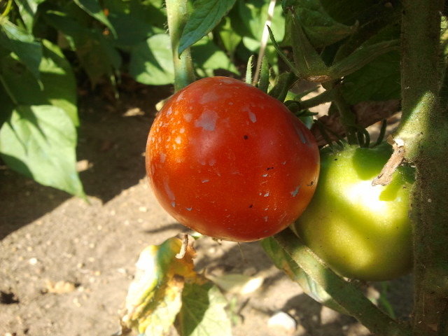 Tomates Montfavet F1