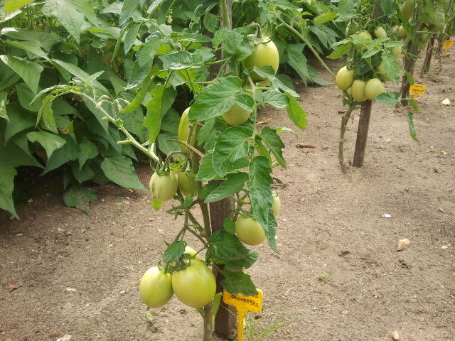 Tomates Olivettes...